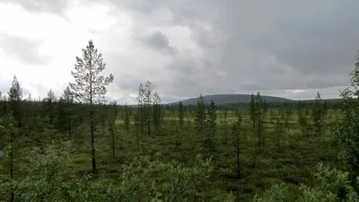 Река в тайге на севере России. Природа тайги в горной местности Стоковое  Изображение - изображение насчитывающей русско, река: 198517433