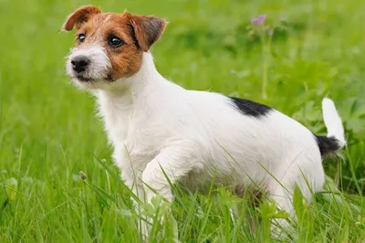 Собака Йоркширского терьера найдена в Московской области | Pet911.ru