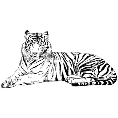 [75+] Картинки тигра для срисовки обои