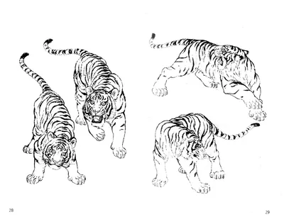 Рисунки тигра для срисовки (18 лучших фото)