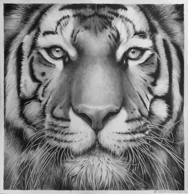 Портрет тигра, бумага, карандаш, 40х40 – заказать на Ярмарке Мастеров –  DF2WDRU | Картины, Москва
