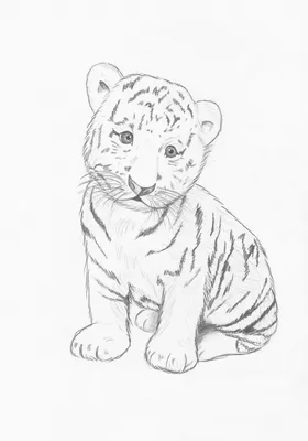 Тигр карандашом - 69 фото