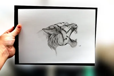 Как нарисовать злого тигра карандашом | Kazyava Art | Дзен