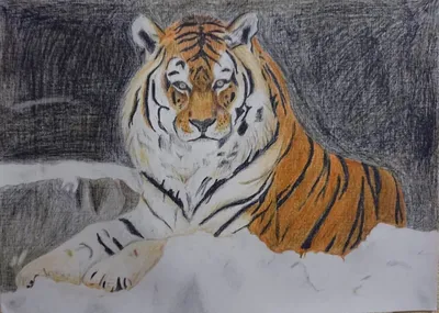 Tiger Drawing Line art Эскиз, тигр, млекопитающее, карандаш, животные png |  PNGWing