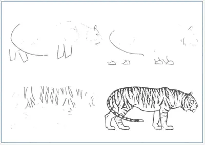 рисованные картинки тигров