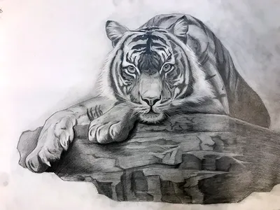 Раскраски Тигра, Раскраска Рисунок тигра как нарисовать поэтапно карандашом.