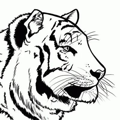 человек карандашом рисует морду тигра, картинка тигра нарисовать, животное,  дикая природа фон картинки и Фото для бесплатной загрузки
