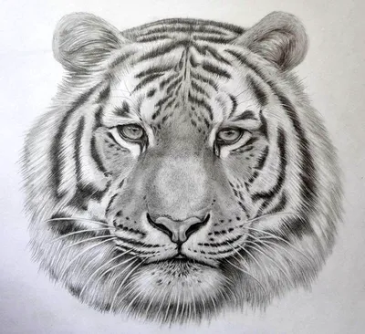 Рисунок тигра карандашом поэтапно - 50 фото