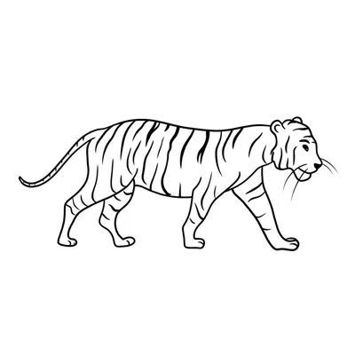 Как нарисовать тату тигра карандашом поэтапно | Рисовать животных,  Контурный рисунок, Тигр