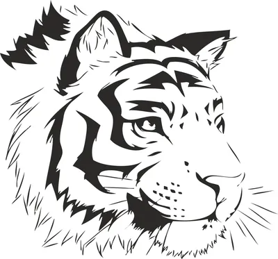 Как нарисовать тигра - поэтапная инструкция для начинающих