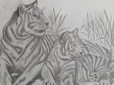 Рисунок тигра карандашом для срисовки - 79 фото