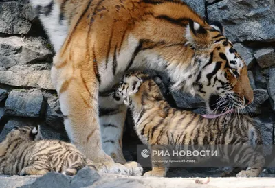 Выводок из пяти амурских тигрят впервые заметили в дикой природе - Новости  РГО