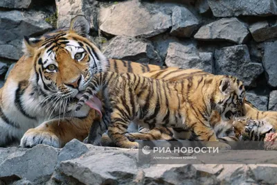 Названа причина гибели тигрят, обнаруженных под крыльцом дома в Хабаровском  крае