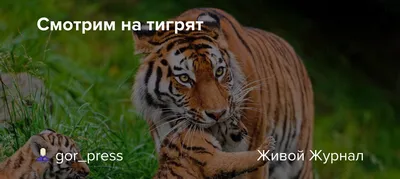 Первые шаги: как белые тигренки впервые увидели мир — Фото