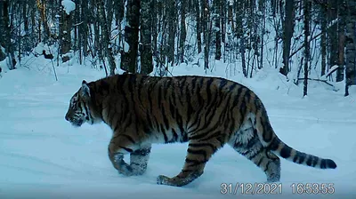 Материнский зов тигрицы попал на фотоловушку