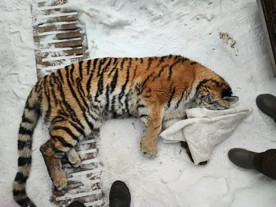 Дочка тигрицы, спасенной в Приморье, стала участницей программы разведения  тигров - ТАСС