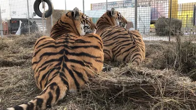 Снимок тигра Льва из Хабаровского края победил в международном фотоконкурсе  - 27Region.Ru - Сайт Хабаровска