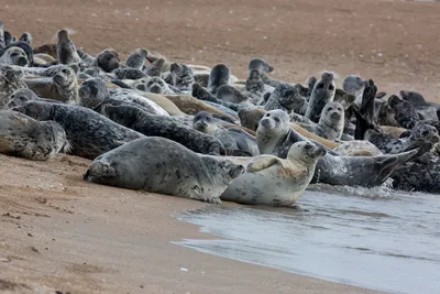 Как тюлени готовят свой организм к погружению под воду