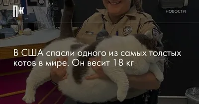 Фан-клуб толстых котов Fat cat Fan club\" значок (пин) металлический  (ID#1448778162), цена: 95 ₴, купить на Prom.ua