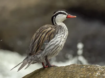 Torrent Duck - eBird