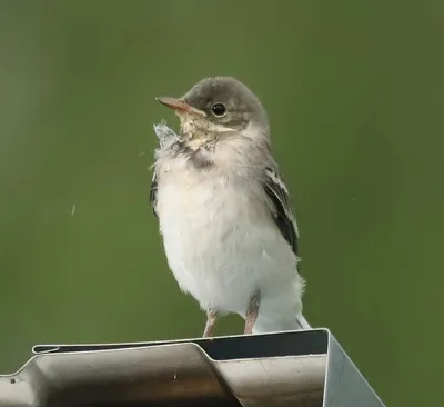 Белая трясогузка, пестрые трясогузки, трясогузки, Motacilla Alba Стоковое  Изображение - изображение насчитывающей оплачивать, крыло: 126392987