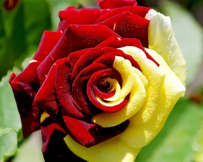 Красивые розы картинки - 78 фото