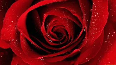 Обои Цветы Розы, обои для рабочего стола, фотографии цветы, розы, роза,  капли, красная Обои для рабочего стола, скачать обои картинки заставки на  рабочий стол.