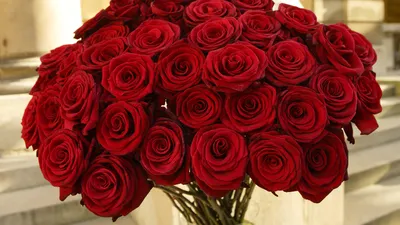 Скачать обои цветы, розы, красные, букет, flowers разрешение 1920x1080  #34550
