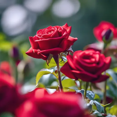 Фотография красные розы, эстетично, …» — создано в Шедевруме
