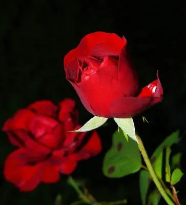 Лучшие фото (10 000+) по запросу «Розы» · Скачивайте совершенно бесплатно ·  Стоковые фото Pexels