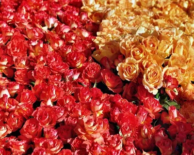 Скачать бесплатно обои «розы, цветы, бутоны, разные, много» из категории  «Цветы» на рабочий стол - FonMy.ru 🔥