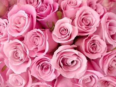 Обои на рабочий стол Ярко розовые розы, обои для рабочего стола, скачать  обои, обои бесплатно