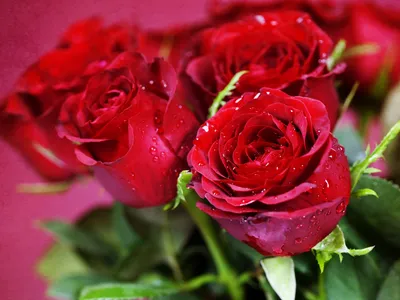 Скачать обои и картинки цветы, розы, лепестки, букет, капли, красные для  рабочего стола в разрешении 4096x3072