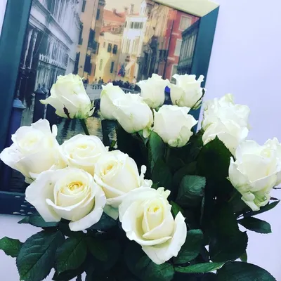 Білі троянди, Цветы и подарки Ивано-Франковск, Ивано-Франковская область,  Украина, купить по цене 1680 UAH, Монобукеты в Вдалий букетик с доставкой |  Flowwow