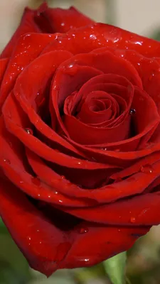 Картинки цветы красивые розы женщине (67 фото) » Картинки и статусы про  окружающий мир вокруг