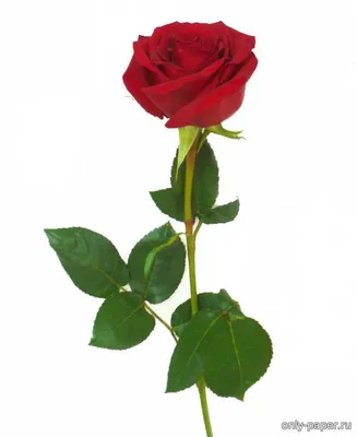 Роза / Rose из бумаги, модели сборные бумажные скачать бесплатно - Цветы -  Поделки - Каталог моделей - «Только бумага»