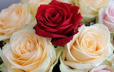 Хрустальный алый цветок розы 🌹 🌺 …» — создано в Шедевруме