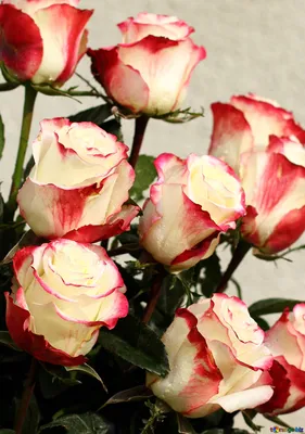 Картинки цветы розы букет большой (69 фото) » Картинки и статусы про  окружающий мир вокруг