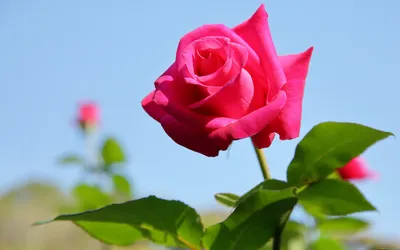 красная роза прозрачный вектор скачать бесплатно PNG , красный, Роза,  свободно PNG картинки и пнг рисунок для бесплатной загрузки