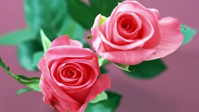 Розы — раскраски для детей скачать онлайн бесплатно