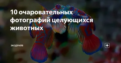 Как целуются животные: проявления нежности братьев наших меньших / Лента /  Альпина нон-фикшн