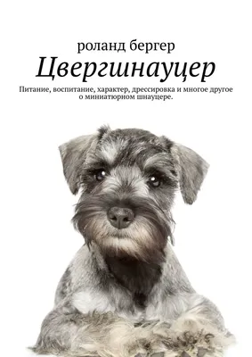 Открыты к покупке и брони щенки цвергшнауцера перец соль. МИНСК,  Фрунзенский район