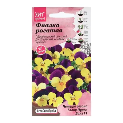 Сухоцветы цветы Фиалки розовые