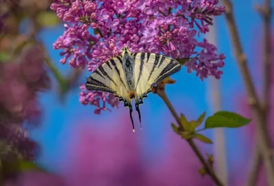 Сирень обыкновенная (Syringa vulgаris) - «Как добиться пышного цветения  сирени, как лучше формировать – кустом или деревом, и почему от сирени  многие пытаются избавиться» | отзывы