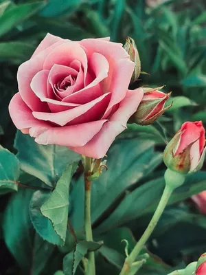 Обои на телефон | Flowers, Rose, Plants