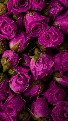 Pin by Татьяна Самуйлова on Обои для мобильных телефонов | Beautiful roses,  Beautiful flowers, Purple flowers