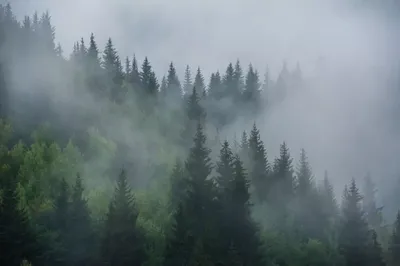 [85+] Картинки туманный лес обои