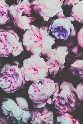 цветы#обоидлятелефона#обои | Flower wallpaper, Tumblr backgrounds, Cute  wallpaper backgrounds