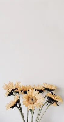 Фон цветы | Sunflower wallpaper, Tumblr wallpaper, Landscape wallpaper