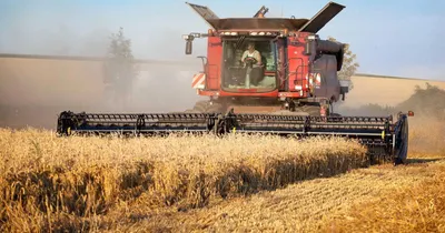 Уборка зерновых: 12 полезных советов фермеру